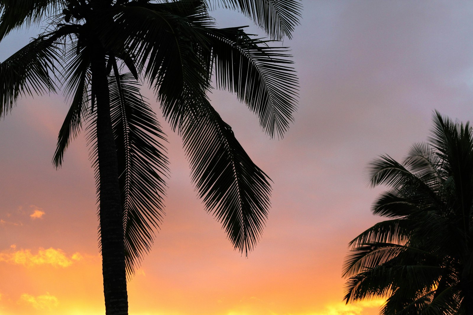 Silhouette of palm trees against an orange Hawaii sunset over the ocean